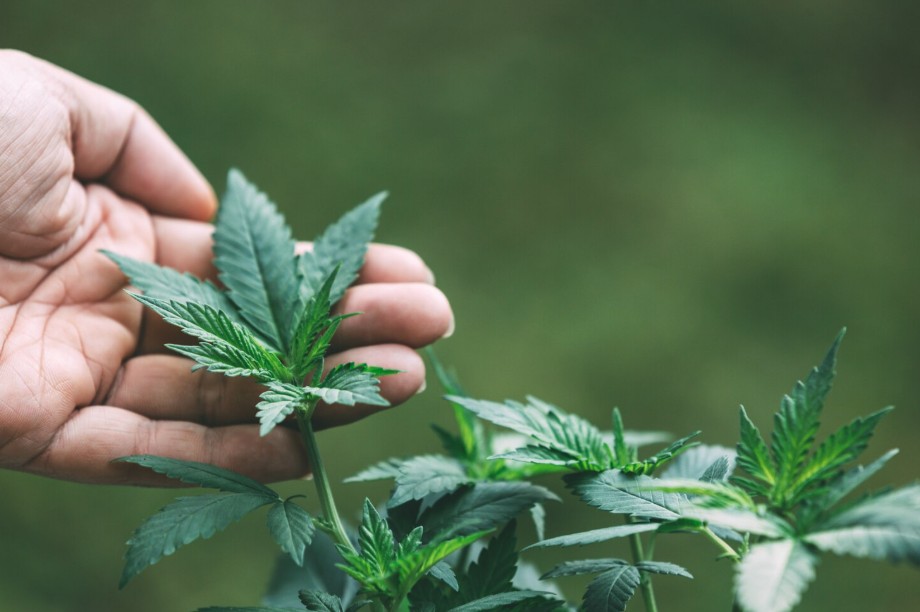 Qué es el CBD: guía clara para entenderlo y empezar a orientarte en KEMA