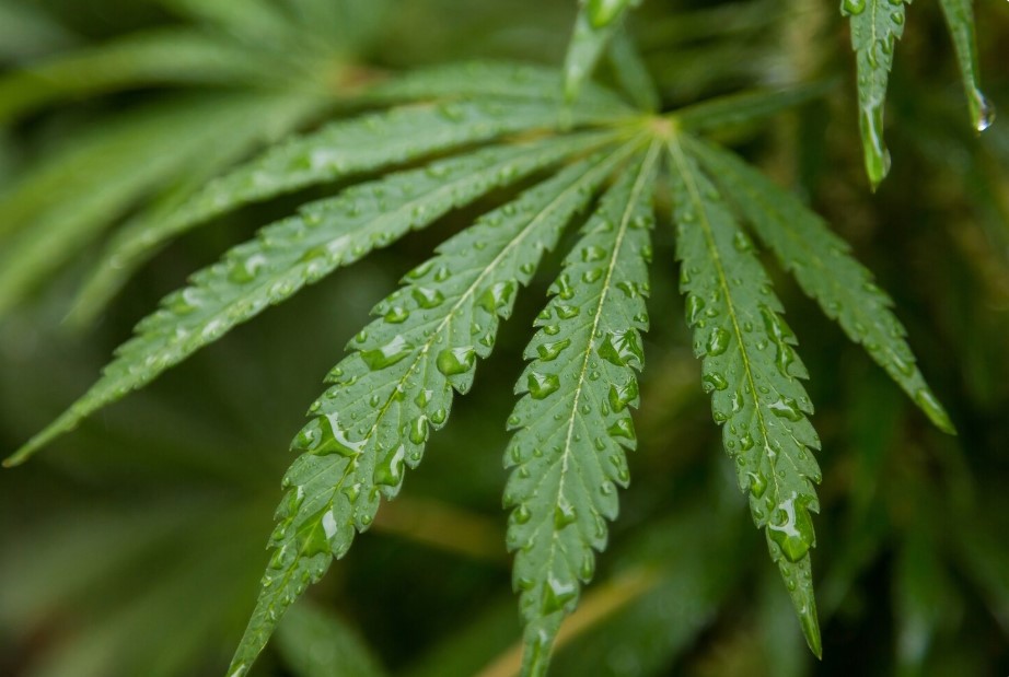 Efectos del CBD: qué se suele comentar y de qué dependen