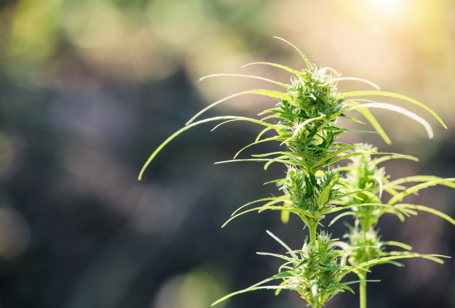 ¿El CBD da positivo en test de saliva? Qué conviene tener en cuenta