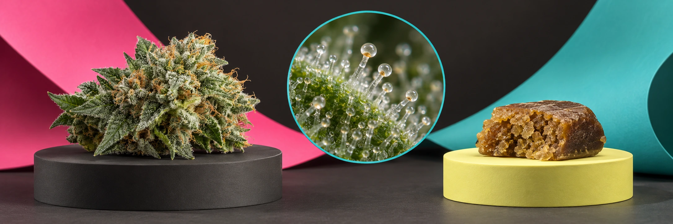 Qué son los tricomas y qué relación tienen con las resinas CBD